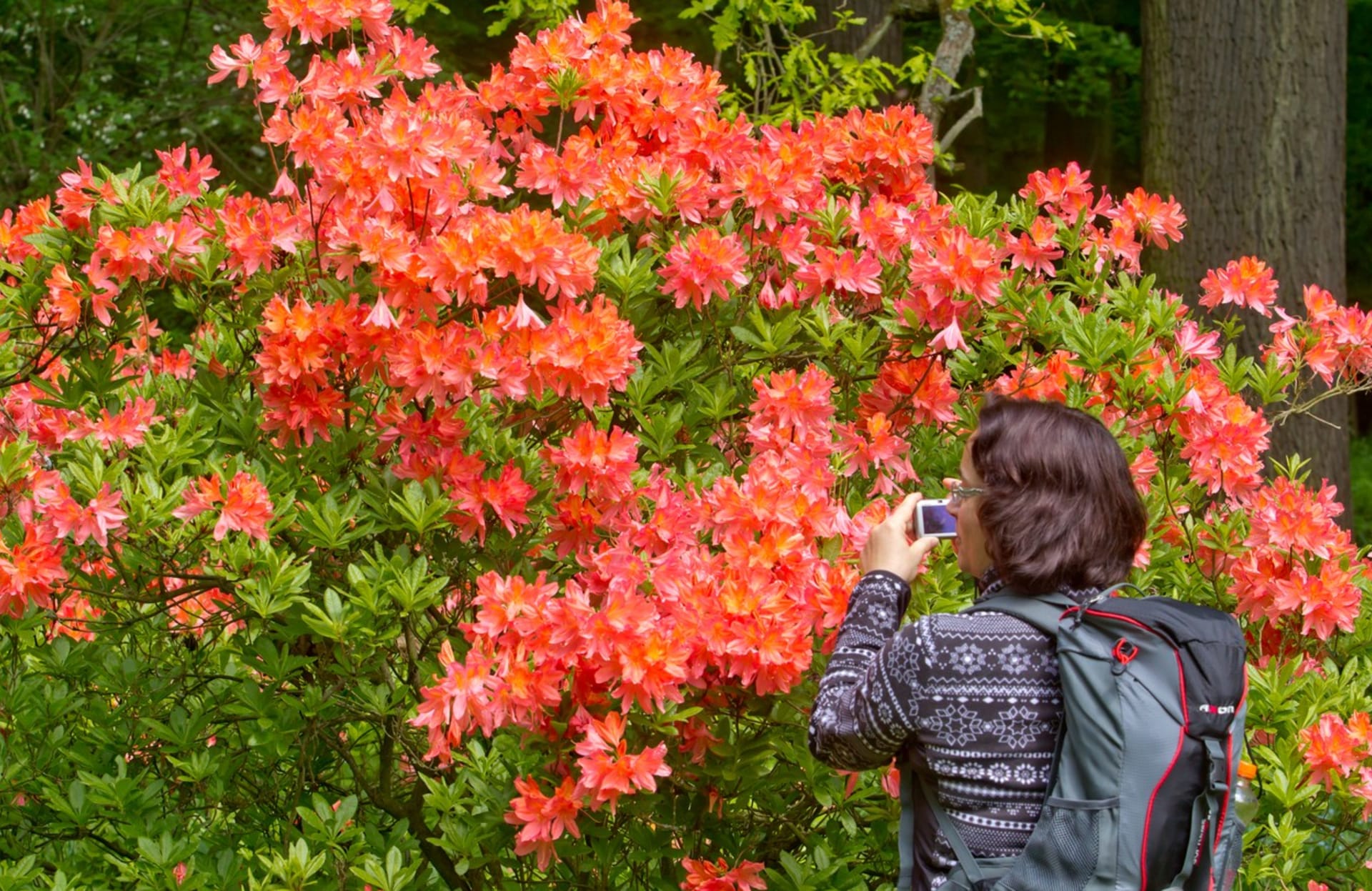 Rododendrony v Průhonicích u Prahy květou v květnu