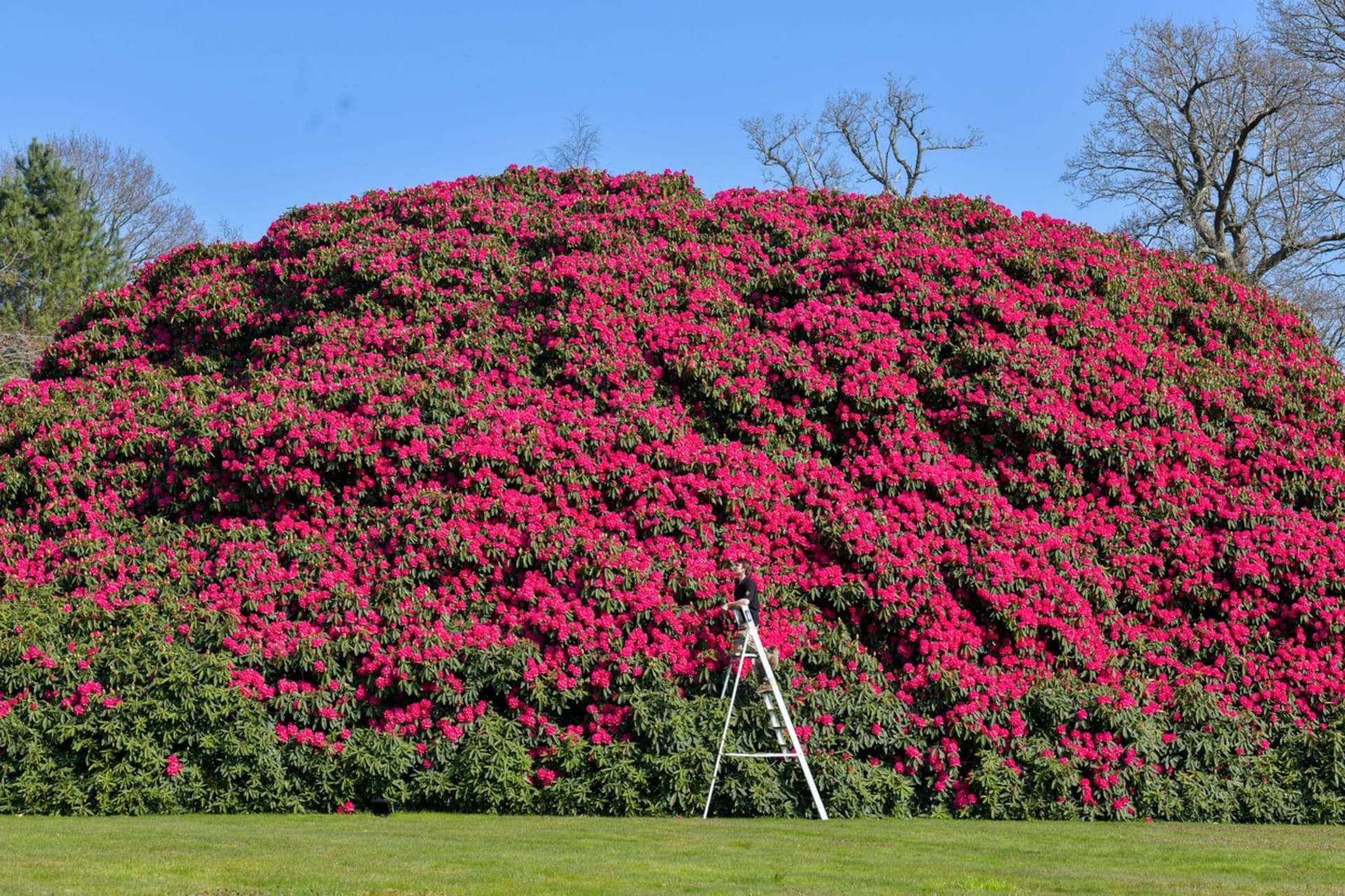 Největší rododendron světa roste v Británii