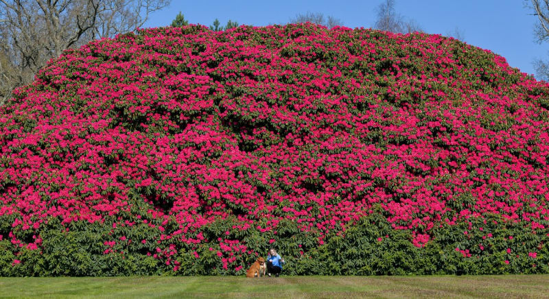 Britský rododendron je větší než běžný rodinný dům