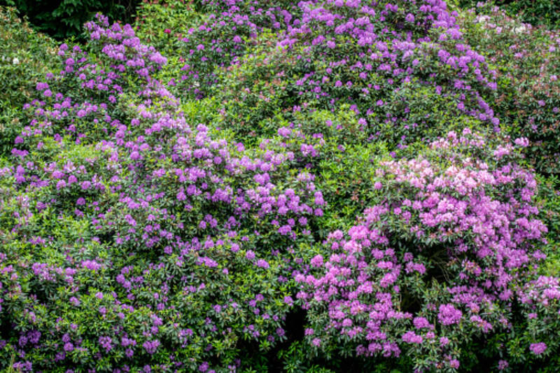 Kousek z britského Yorkshire. Rododendrony jsou vlastně reliktem z třetihor, tehdy už vypadaly podobně jako dnes