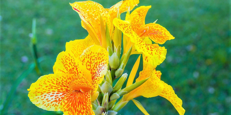 Z nových kříženců jsou oblíbené hlavně trpasličí hybridy s výškou okolo 60 cm, které skvěle dobře rostou a bohatě kvetou také v nádobách. Na snímku kultivar Lucifer.