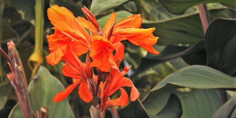 Velké květy kany neboli dosny, připomínající na první pohled kosatce mohou být jednobarevné vícebarevné i skvrnité. Kana kvete nepřetržitě od července až do října, po odkvětu vytváří nápadné semeníky. 