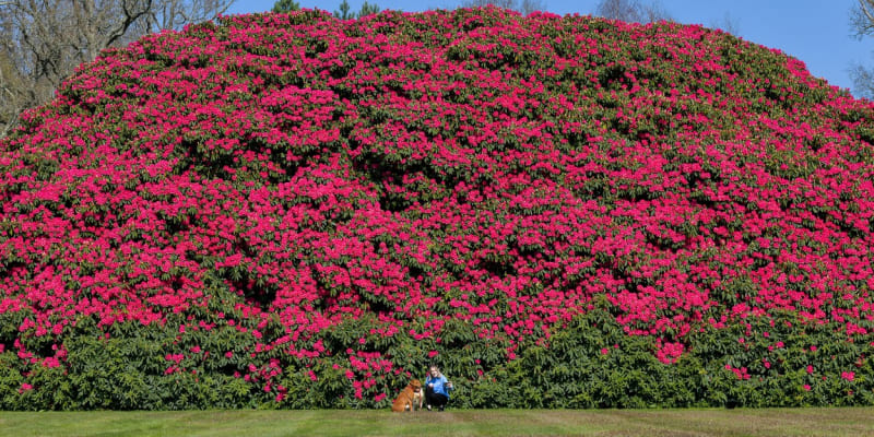 Britský rododendron je větší než běžný rodinný dům