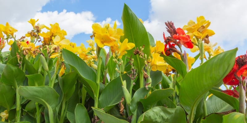 Kana (Canna) neboli dosna je atraktivní 70 až 200 cm vysoká hlíznatá rostlina s výraznými, exoticky vyhlížející květy zářivých barev od červené, oranžové, žluté, růžové a bílé ve všech jejich odstínech.