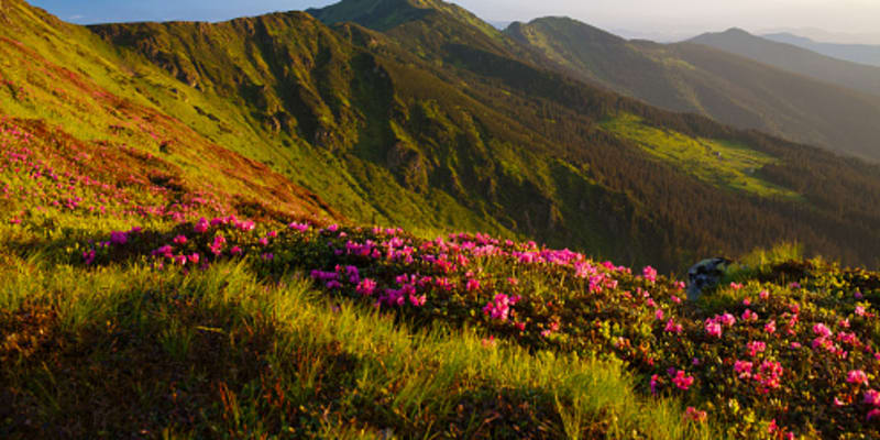 V Asii rostou rododendrony volně v přírodě