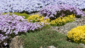 Teď je ten správný čas! Jaké skalničky vysadit, aby kvetly od jara do zimy?