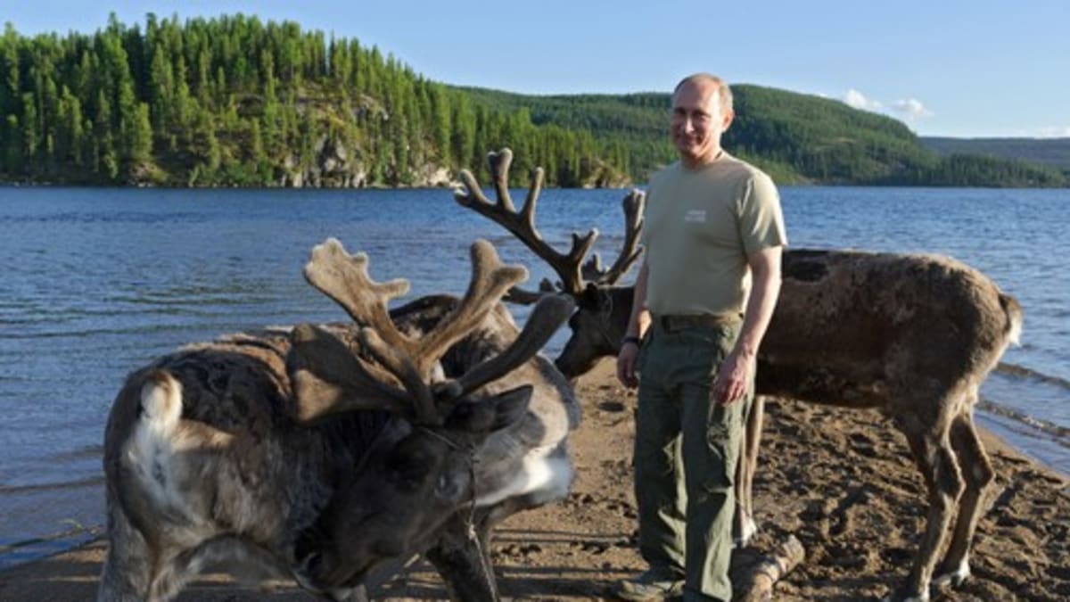 Ruský prezident Vladimir Putin během své dovolené v roce 2013 pózuje s jeleny na Sibiři. 
