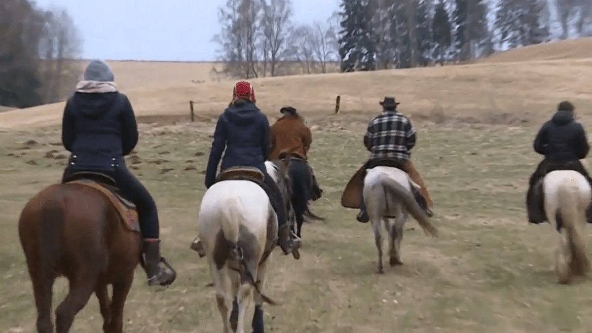 Kovbojové odchytávají krávy na Trutnovsku