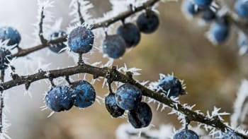 Listopadová sladká sklizeň: Trnky, jeřabiny i mišpule díky mrazu zesládnou