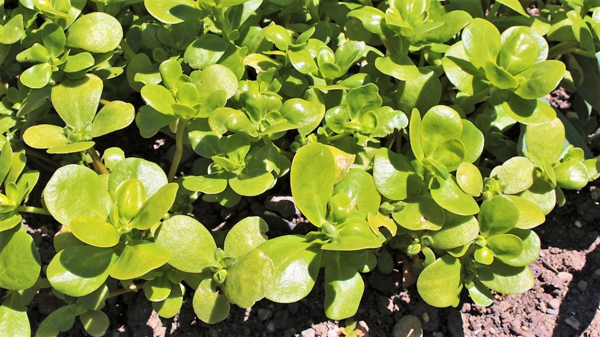 Šruchu zelnou si můžeme snadno vypěstovat ze semen na zahrádce a v nádobách na balkoně či okenním parapetu.