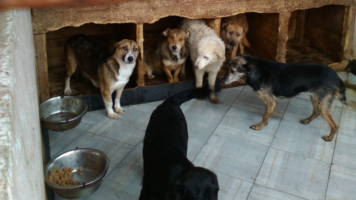 Psi v Rumunsku