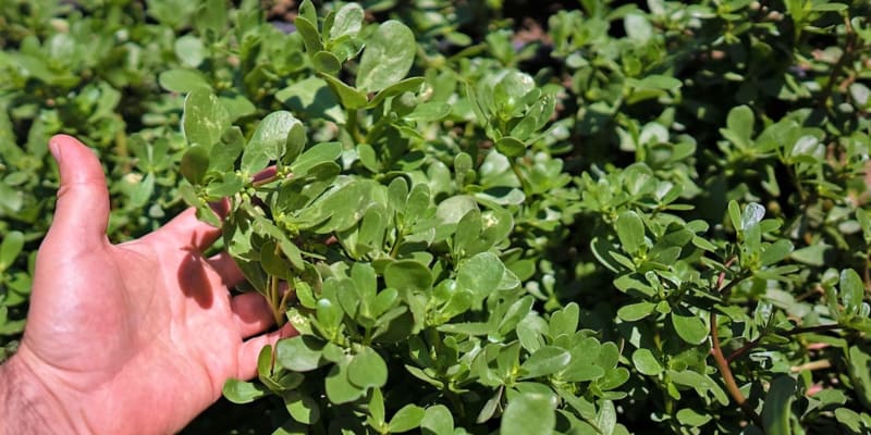 Šrucha zelná (Portulaca oleracea): Konzumujeme mladé listy (natě) před rozkvětem. Po vykvetení listy získávají ostrou chuť. Portulák sklízíme od května do října. 