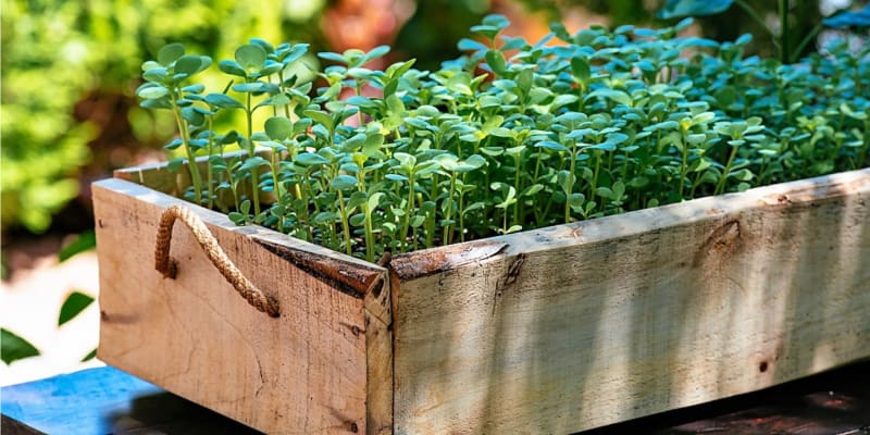 Šruchu zelnou si můžeme snadno vypěstovat ze semen na zahrádce a v nádobách na balkoně či okenním parapetu.  Jde o nenáročnou rostlinu, která preferuje dobře propustnou, spíše písčitou půdu na teplém a slunném místě. Rostliny dobře snášejí i velmi suché podmínky, přesto přiměřená zálivka výrazně zlepší kvalitu úrody zelených lístků. 