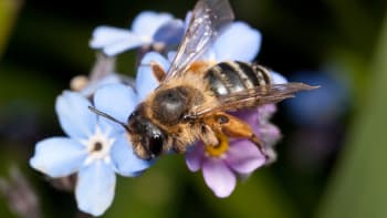 Kde hnízdí divoké včely? Ubytujte je na své zahradě, odvděčí se vám