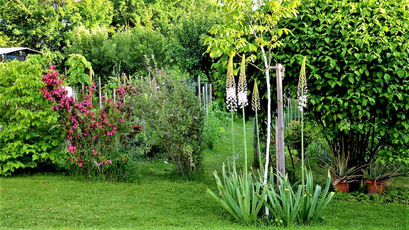 Liliochvostec (Eremurus) v zahradě vynikne jako solitér, hodí se do záhonu s trvalkami, které milují slunce a sucho, dařit se mu bude u plotů a zídek. 