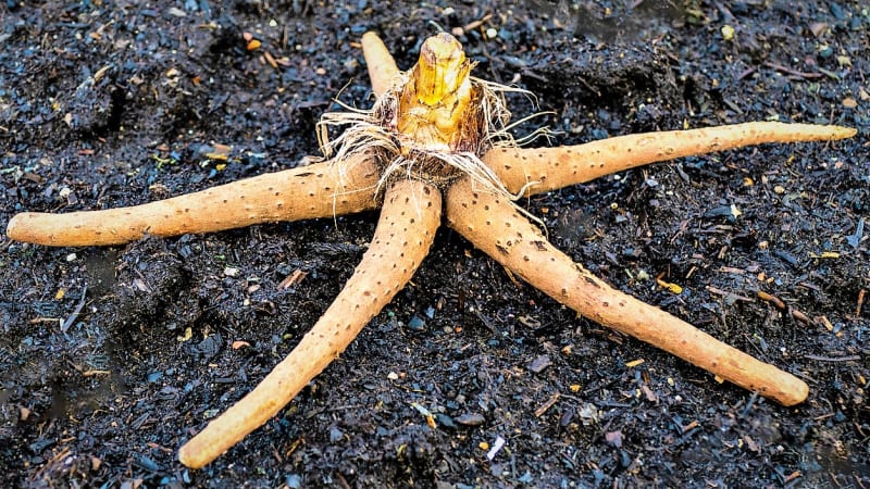 Liliochvostec (Eremurus) je trvalka s křehkými hlíznatými kořeny velice zvláštního tvaru, připomínající totiž mořskou hvězdici.