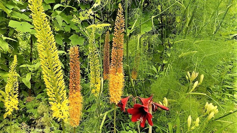 Moderní jsou hybridy druhu Eremurus isabellinus Ruiter a Shelford, které mají nádherné pastelové barvy květů od lososové, přes žlutou po oranžovočervenou. 