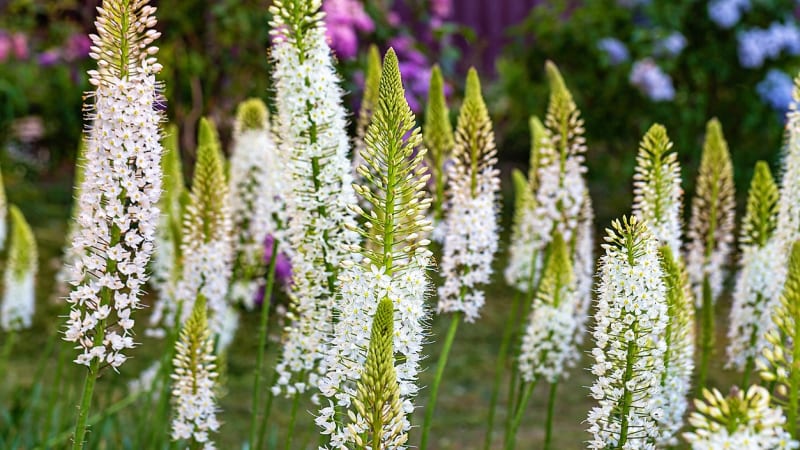 Oblíbený liliochvostec himálajský (Eremurus himalaicus) dorůstá do výšky okolo180 cm. Má sytě zelené listy a jeho bílé někdy i mírně narůžovělé hroznovité květenství se objevuje koncem května.