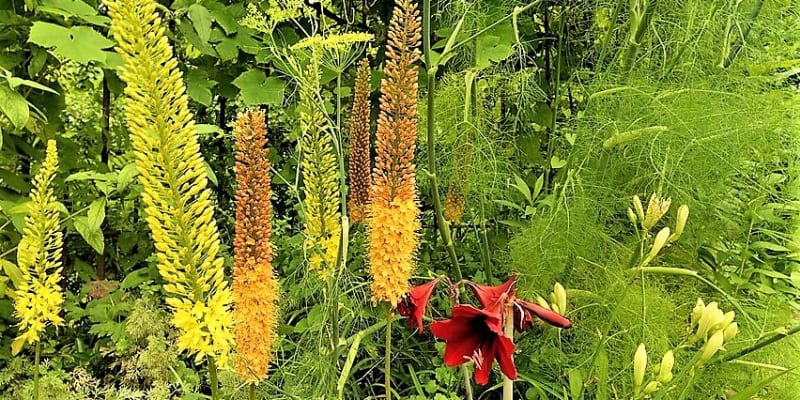 Moderní jsou hybridy druhu Eremurus isabellinus Ruiter a Shelford, které mají nádherné pastelové barvy květů od lososové, přes žlutou po oranžovočervenou. 