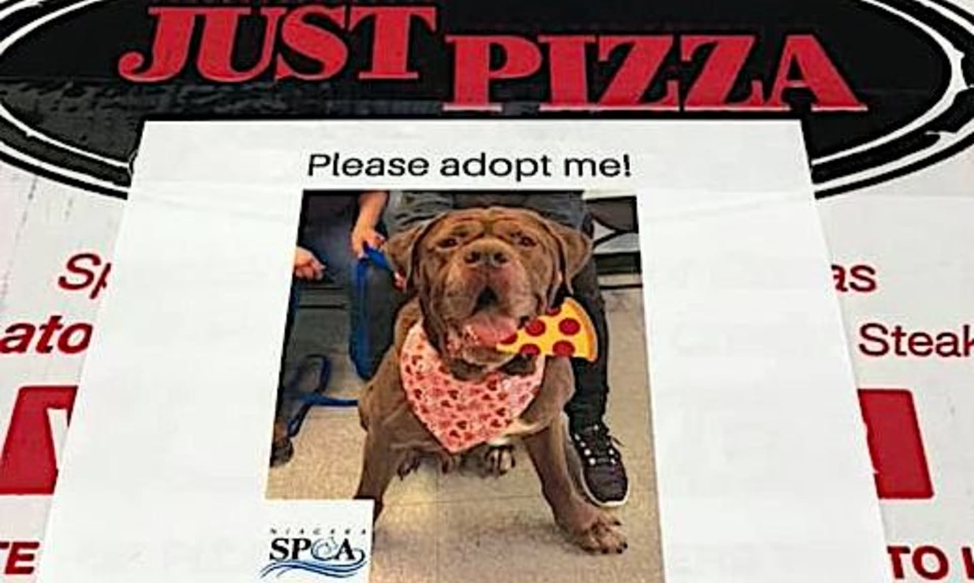 Detail krabice na pizzu s fotografii psa z útulku v americkém městě Amherst a pobídkou k adopci.
