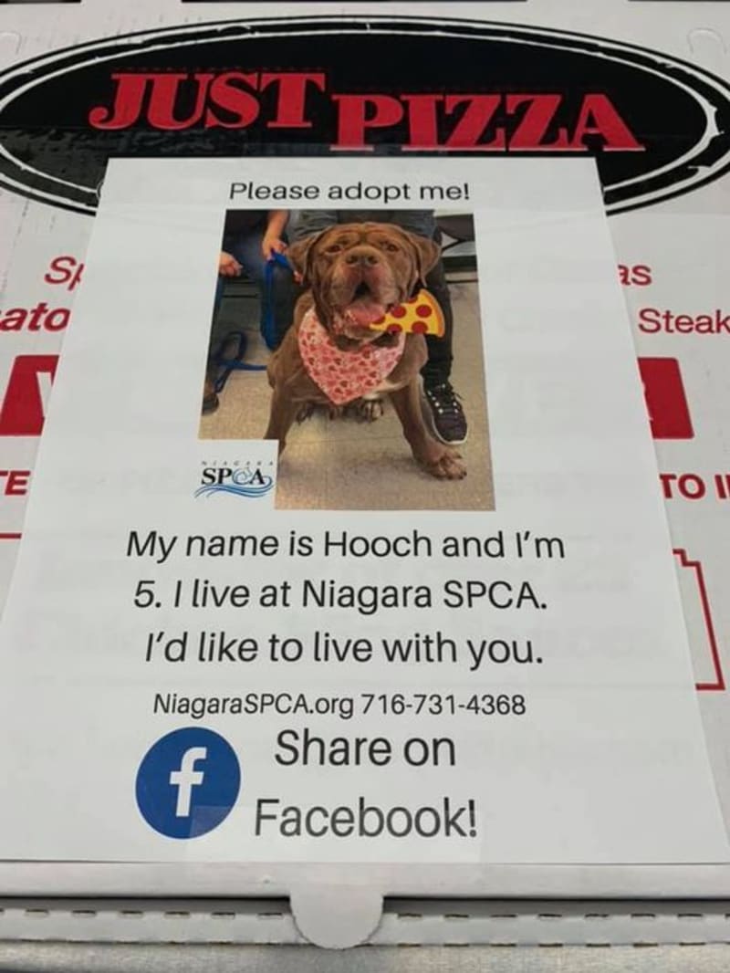 Krabice na pizzu s fotografii psa z útulku v americkém městě Amherst a pobídkou k adopci, včetně odkazů na sociální sítě i telefonického kontaktu. 