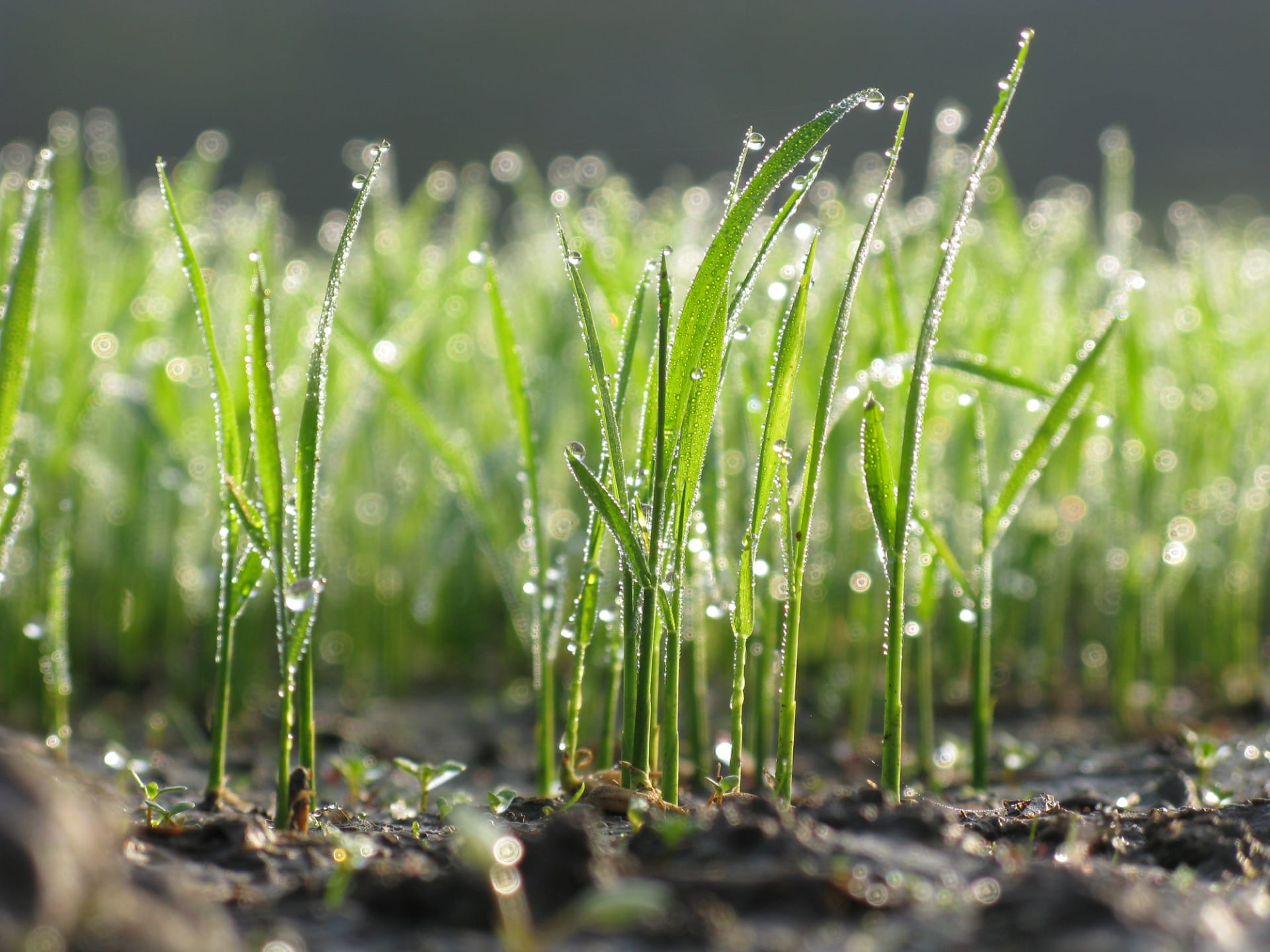 Rady a tipy, jak na jaře založit a vysít nový trávník, aby byl hustý, zdravý a krásný