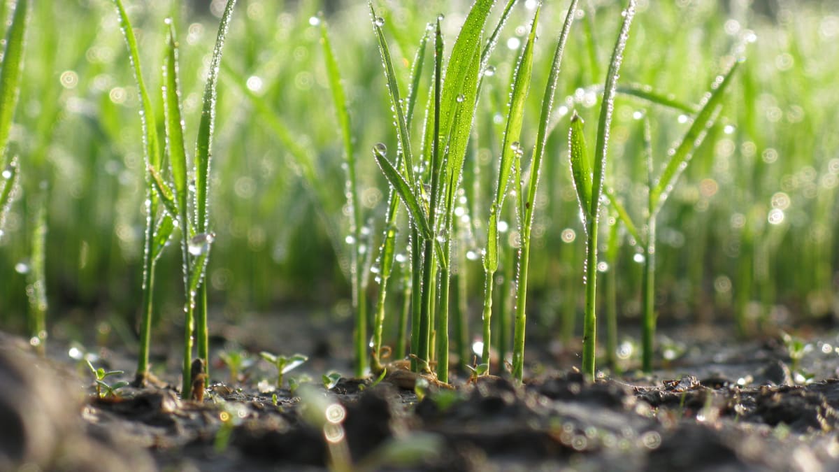 Rady a tipy, jak na jaře založit a vysít nový trávník, aby byl hustý, zdravý a krásný