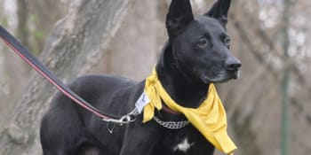 Syndrom černého psa: Problém, kvůli kterému černá zvířata dožívají v útulcích