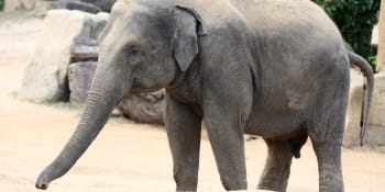 Slonice Tamara zranila v pražské zoo chovatelku. Žena skončila v nemocnici