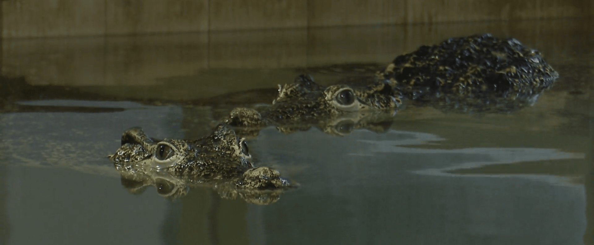 V Protivíně Chovají 23 druhů krokodýlů