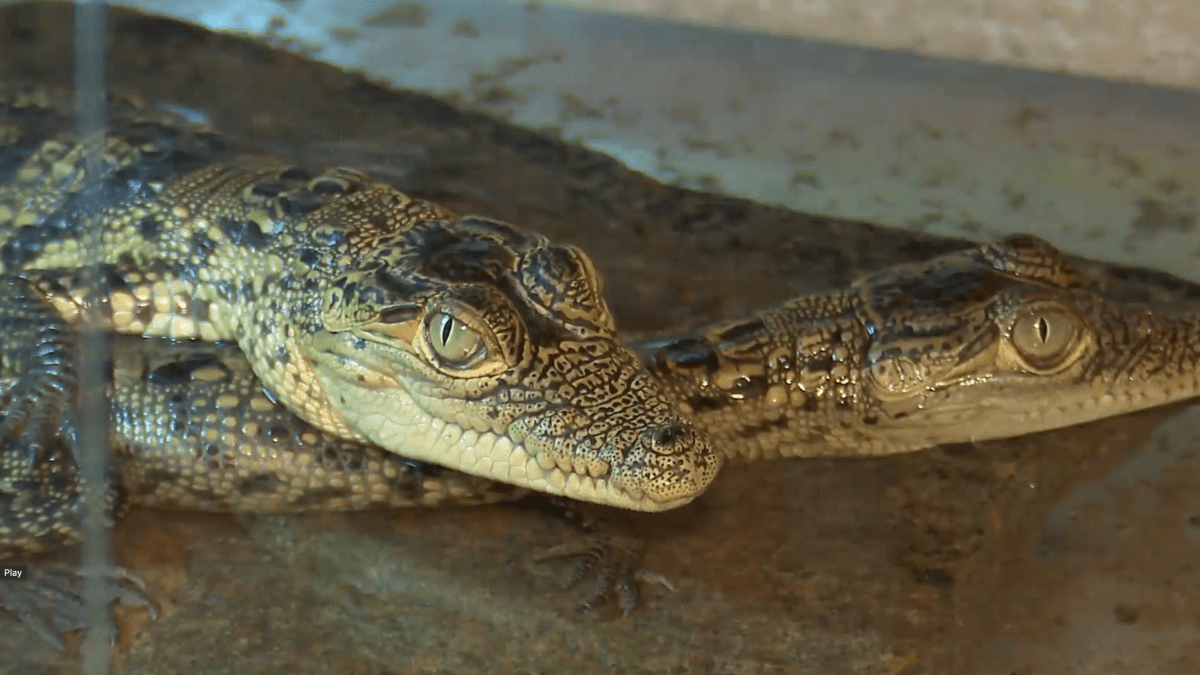 Krokodýlí zoo v Protivíně
