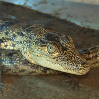 Krokodýlům v Protivíně se daří