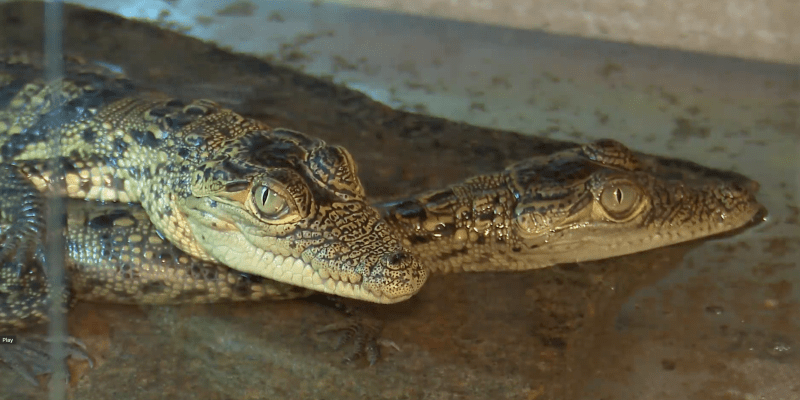 Krokodýlí zoo v Protivíně