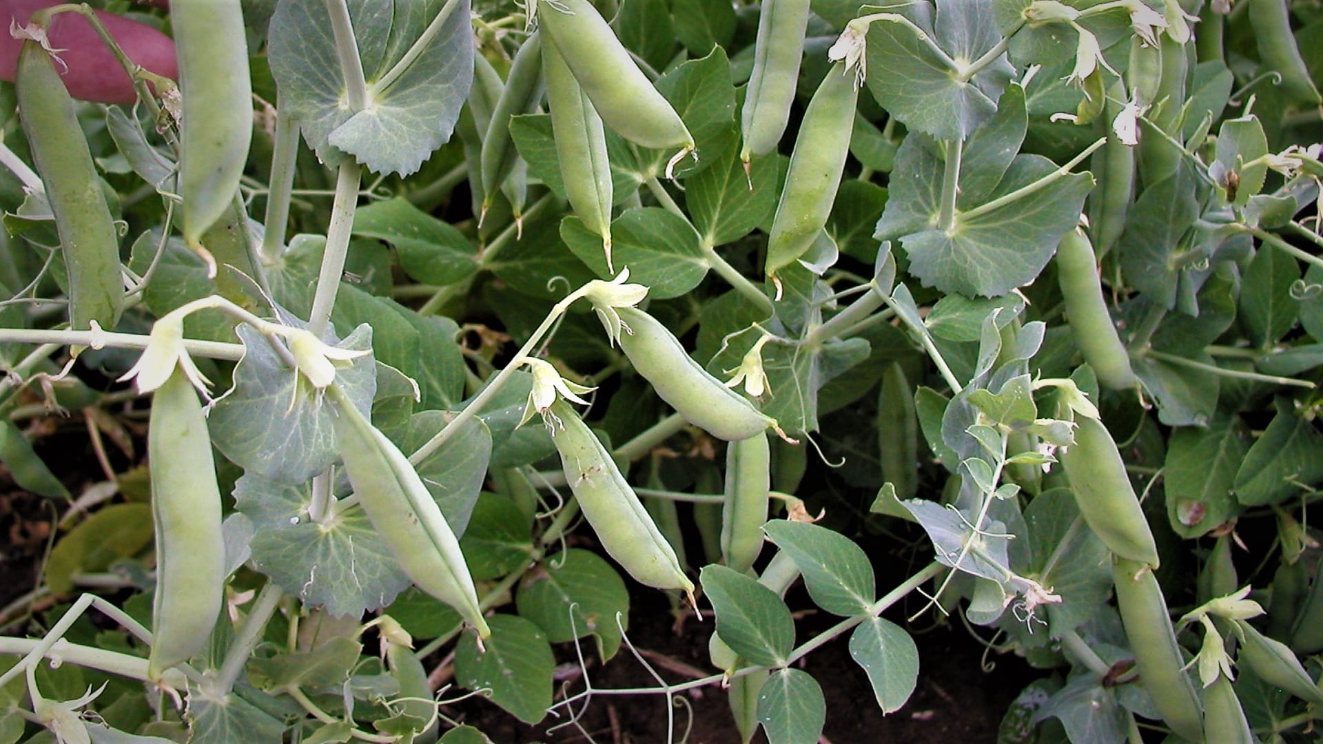 Cetris:  polopozdní, drobnozrnná odrůda pro labužníky. Rostliny mají pevnou, podklesávající lodyhu, která se nevětví, listy jsou středně zelené. Lusky mají tupé ukončení.