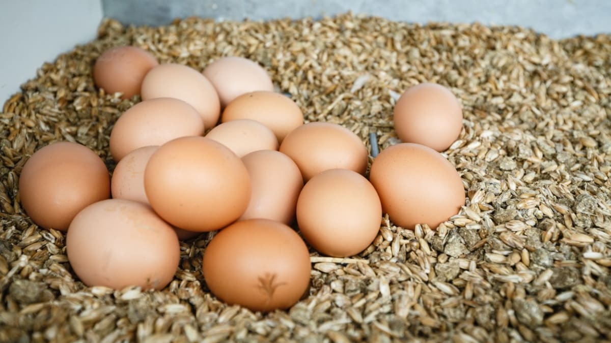 V Česku hrozí nedostatek vajec i drůbežího masa.
