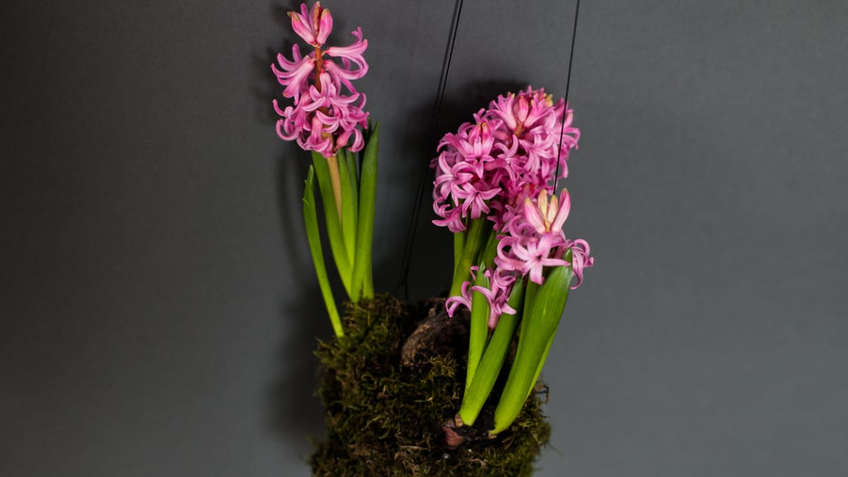 Kokedama z hyacintů