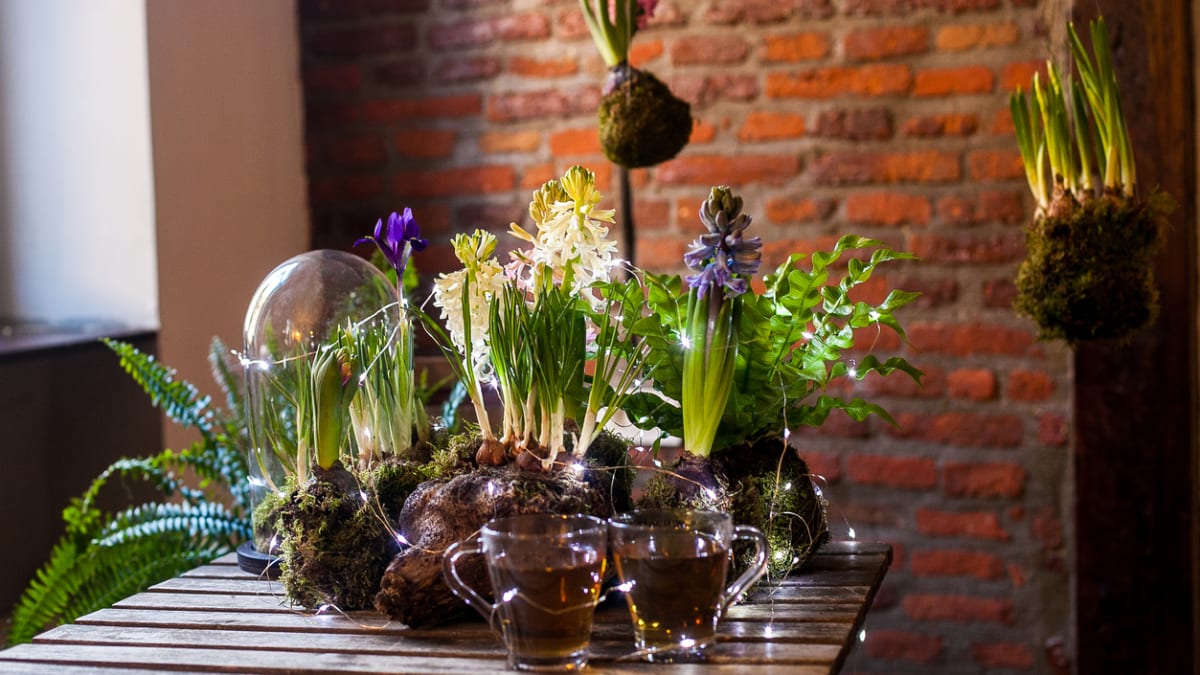 Ozdobte Velikonoce hyacintovou vůní