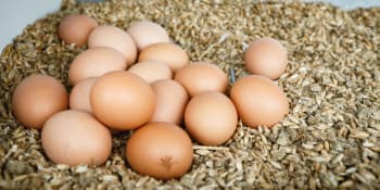 V Česku hrozí nedostatek vajec i drůbežího masa. Polovina zemědělců chce omezit chovy