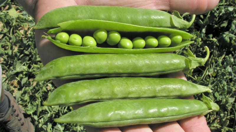 Alderman: pozdní odrůda dřeňového hrachu dosahuje výšky 140–160 cm, tvoří lusky velikosti 10–12 cm s 9–10 zrny středně zelené barvy.