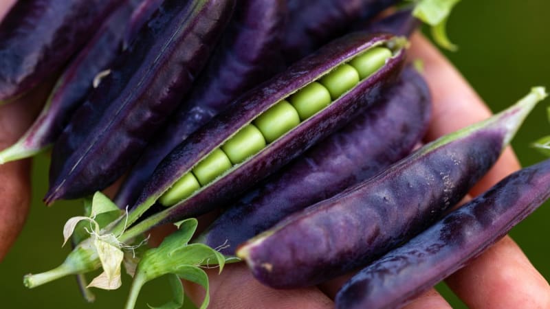 Désirée je odrůda s netradiční modrofialovou barvou lusků. Semena jsou zelená, středně velká, sladká. Nižší rostlina s dobrou násadou lusků. 