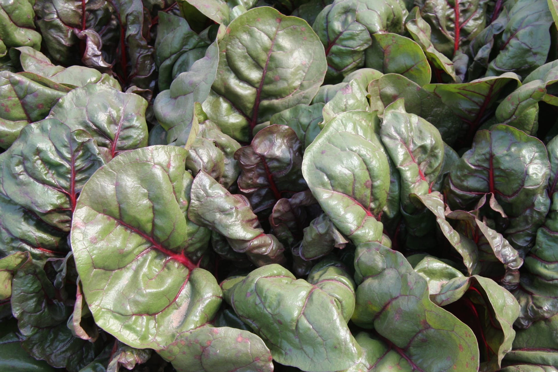 Mangold Rhubar Charb: raný mangold s pro sklizeň listů i řapíků. Má tmavě červené stonky asytě zelené listy, které jsou velké zvlněné, rostlina je robustní a rychle roste.