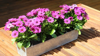 Dvoutvárky, gazánie nebo gerbery: Pěstujte na balkoně květiny, které vypadají jako barevné kopretiny