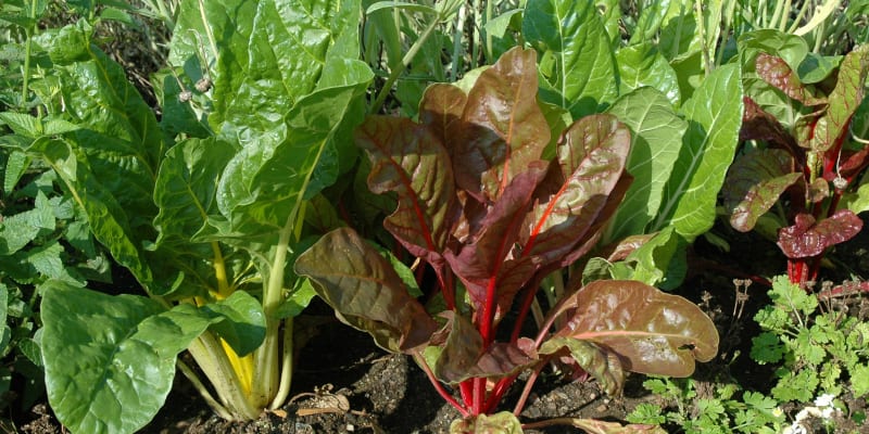 Mangold ale můžete pěstovat i v systému „baby leaf“ z hustých výsevů a sklízet můžete mladé listy, když dorostou do výšky 10–15 cm. A „baby mangold“ si můžete dopřát i bez zahrádky, v truhlíku na balkonu nebo terase.