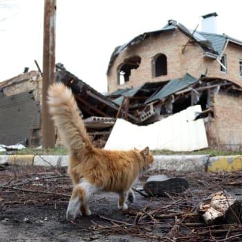 Kočka před zničeným domem v Buči