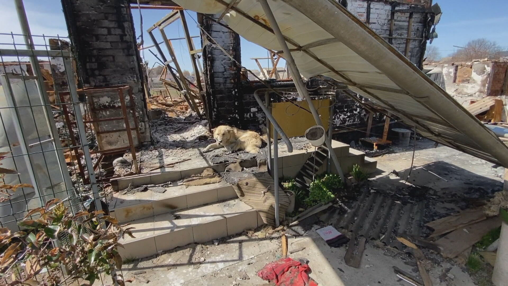 Pes jménem Tuman leží netečně na prahu vybombardovaného domu. Jeho majitelé odjeli.