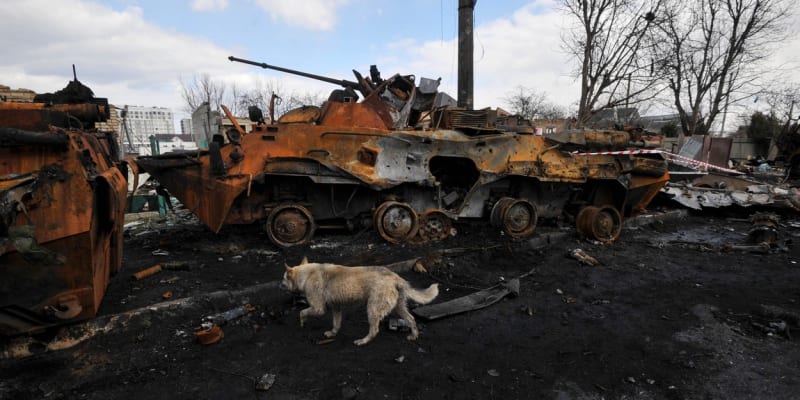 Opuštěný pes po bojích v ukrajinské Buči