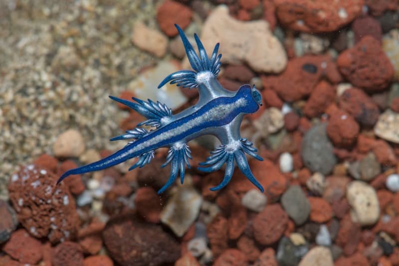 Glaucus atlanticus neodborně nazývaný jako modrý drak