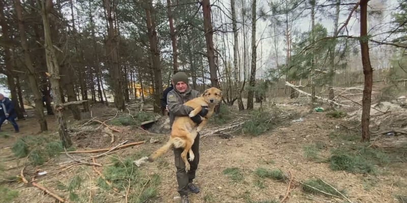 Tohoto psa podle obyvatel Berezivky chytli ruští vojáci a kopali do něj. Zvíře má zlomenou kyčel