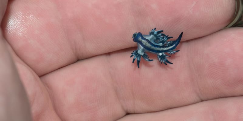 Glaucus atlanticus neodborně nazývaný jako modrý drak