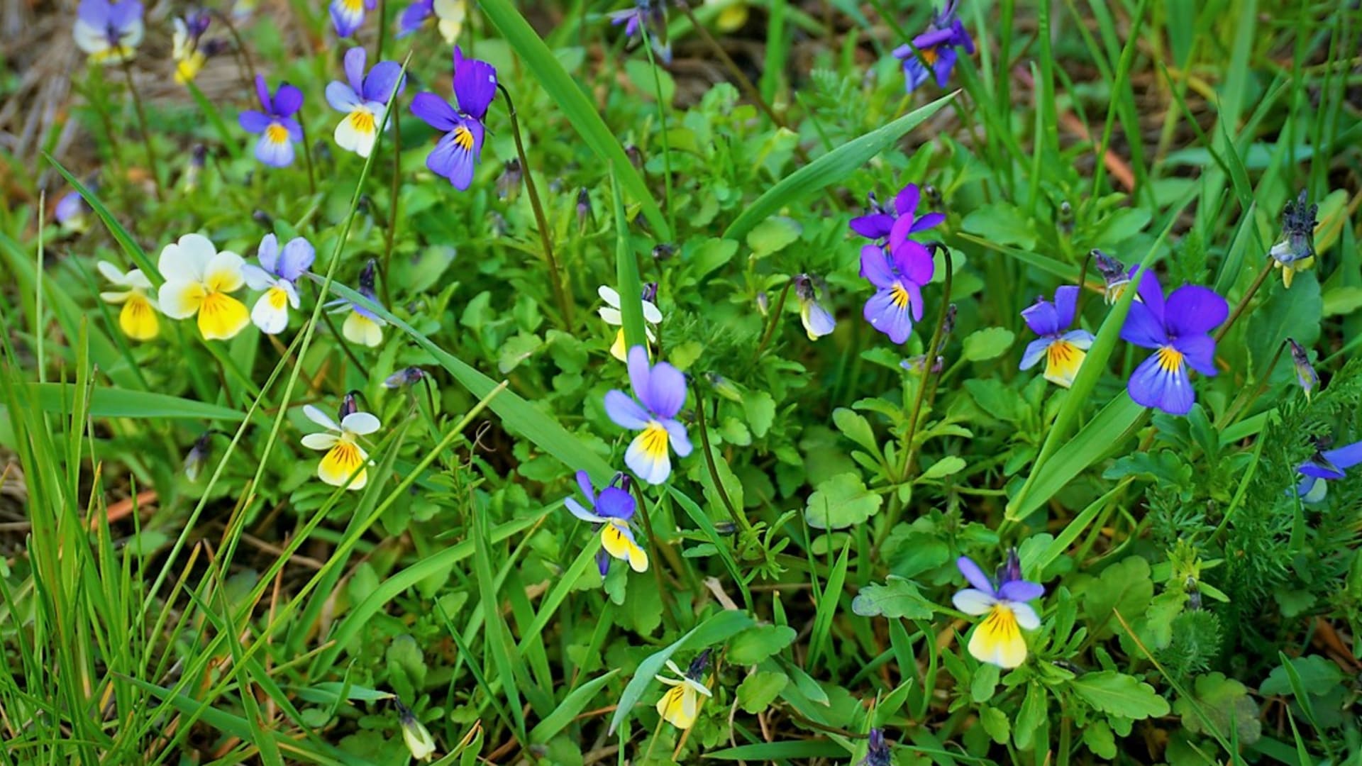 Violka trojbarevná (Viola tricolor), lidově se jí říká často maceška či macoška, je jednoletá nebo víceletá drobná rostlinka vysoká asi 18 cm s atraktivními květy.